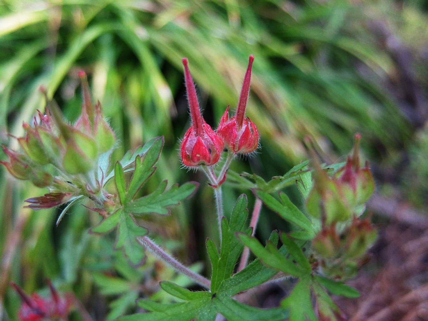 农村井边的一种野草,被称作"老鸦嘴",是治"跌打损伤"良药
