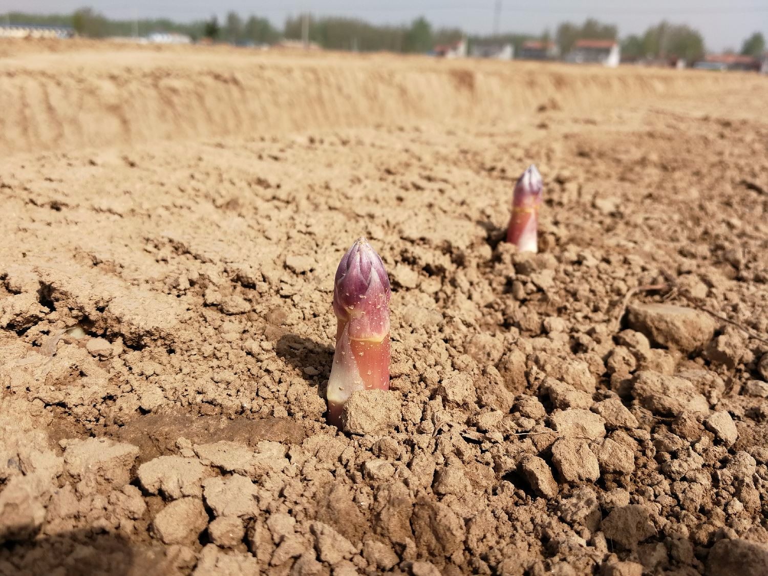 这种美味长在地下被誉为蔬菜之王农民采摘它却非常辛苦