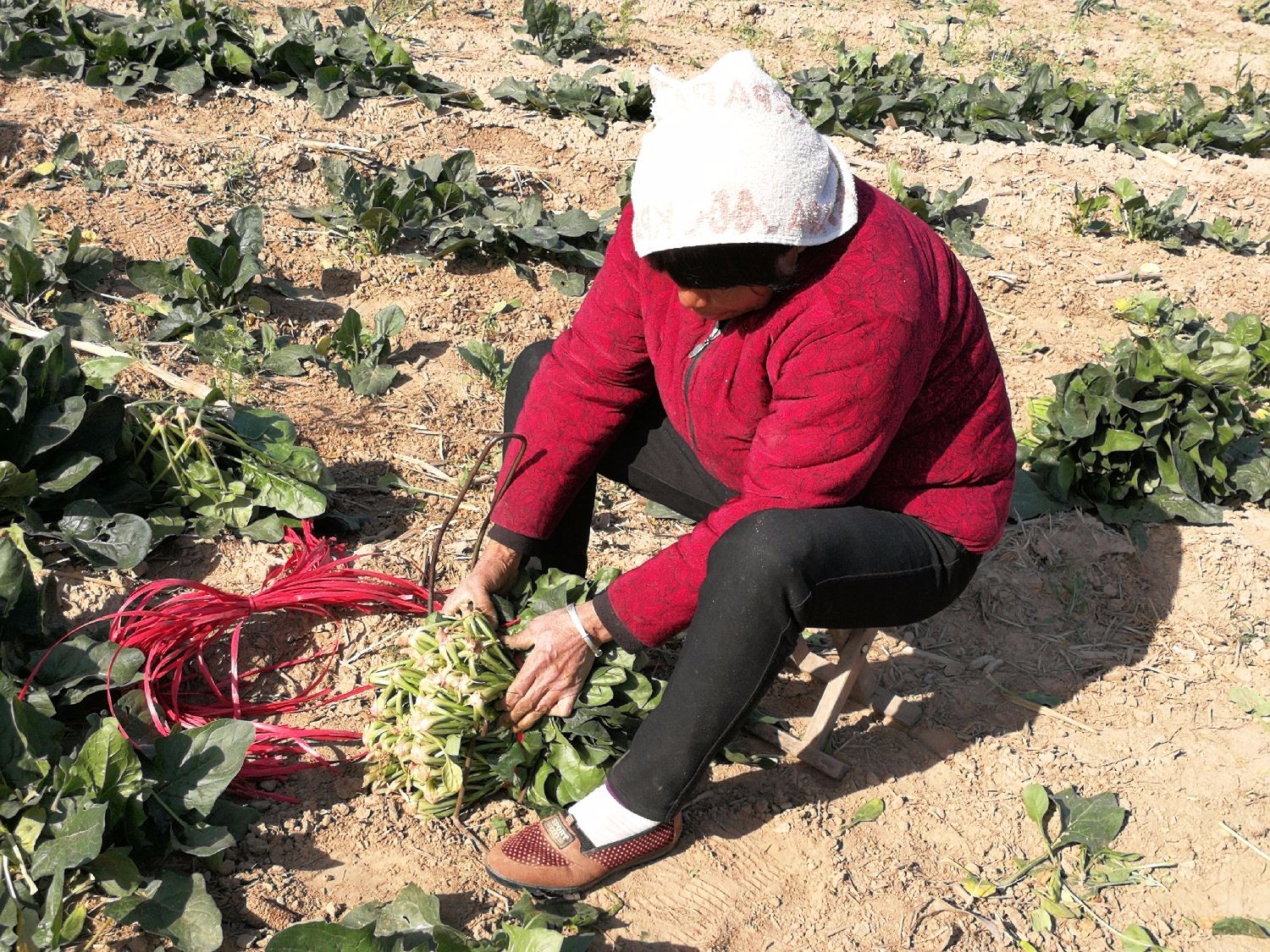 这么多农村妇女在田里做啥农活,风吹日晒一天收入40元