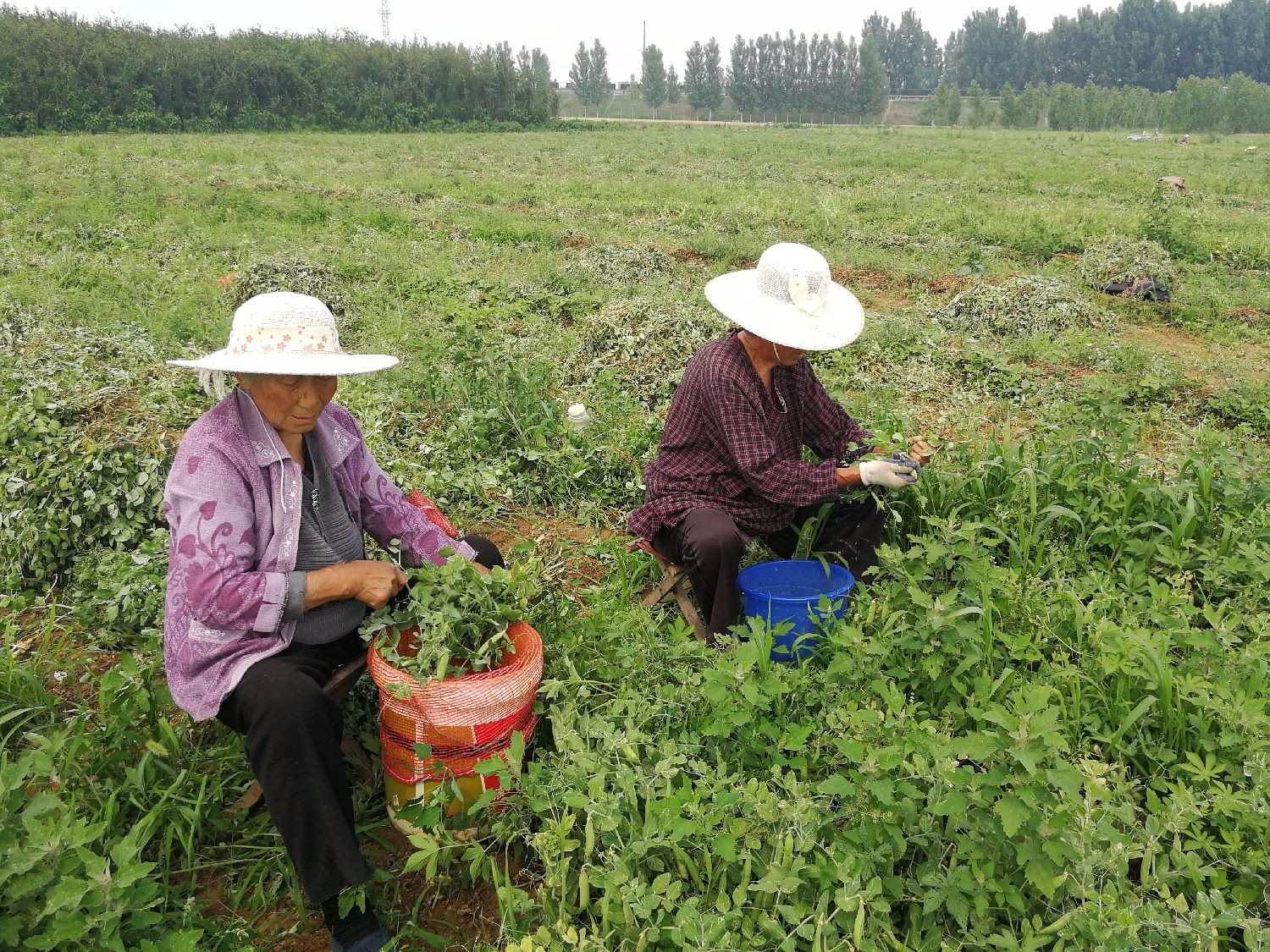 30几度高温下，几十个农村老人在田里忙啥，老人说再热也要干_新浪新闻