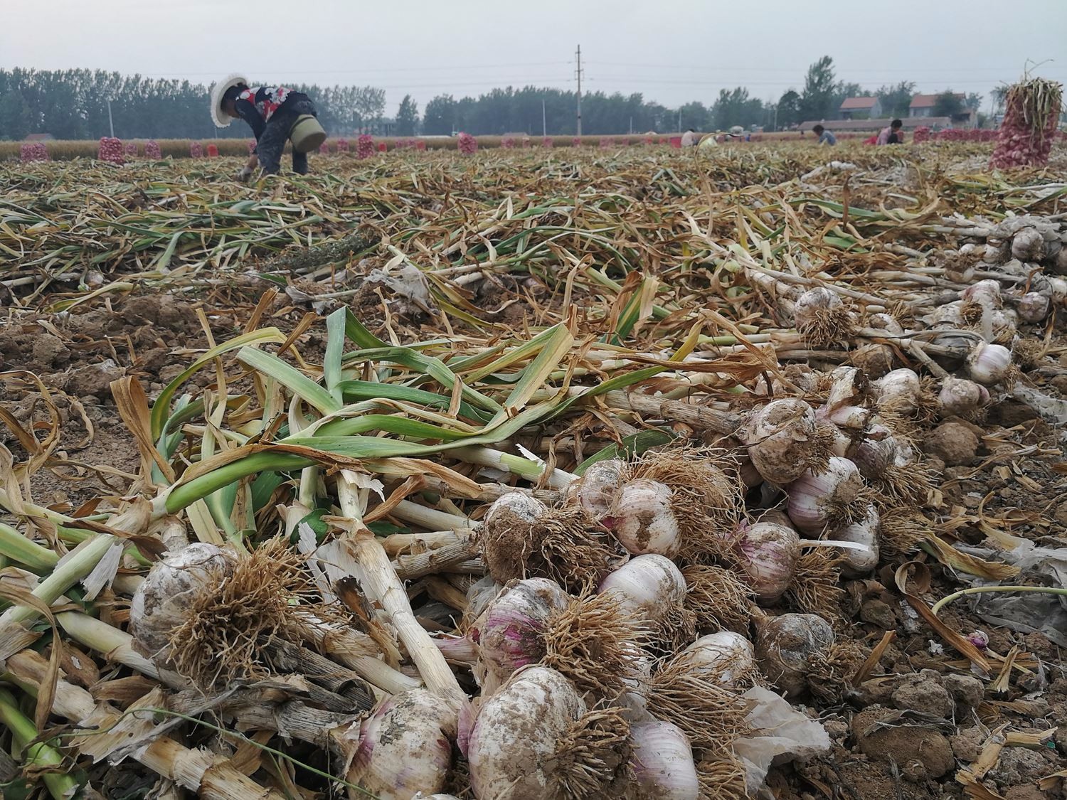 农民租地种植大蒜,三年没挣到一分钱,明年再也不种了_新浪看点