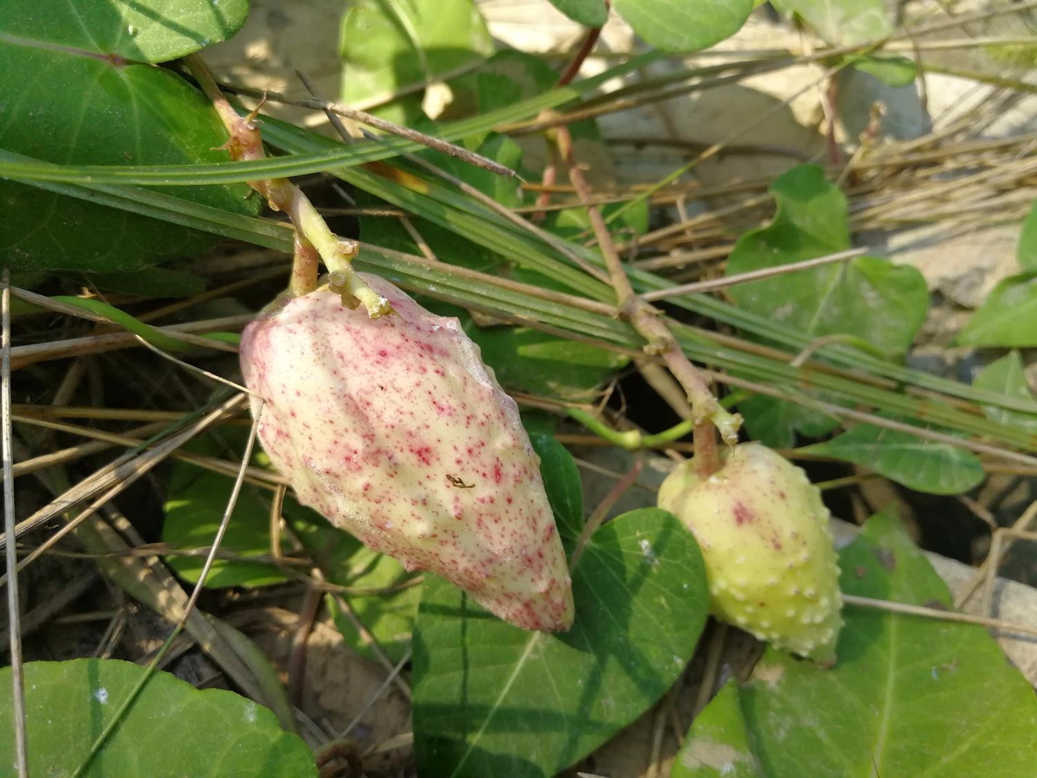 农村这种小野果有草药之王的美誉人称麻雀棺材见到可要摘回家