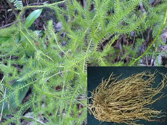 农村常见的这种草,做汤味道好,治关节痛效果显著,但孕妇不能碰|伸筋草