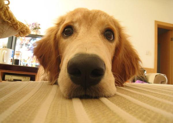 离家三天,金毛茶不思饭不想,原来想的是小芳