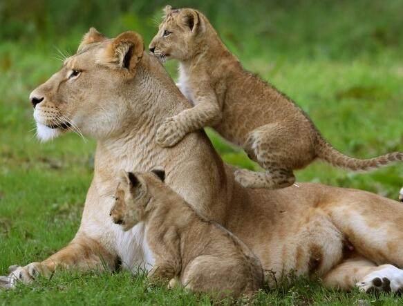 一只小狮子和妈妈抱着头玩耍,但是另一只小狮子很是不开心,这是吃醋了