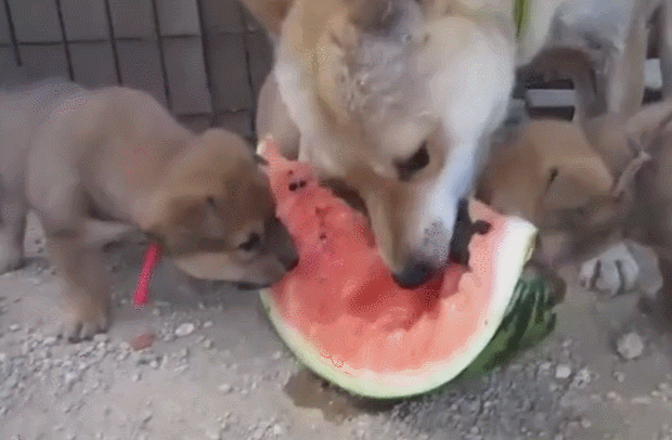 狗狗一家吃的很爽,夏天吃着西瓜,可以让狗狗们解渴解暑,狗狗特别害怕