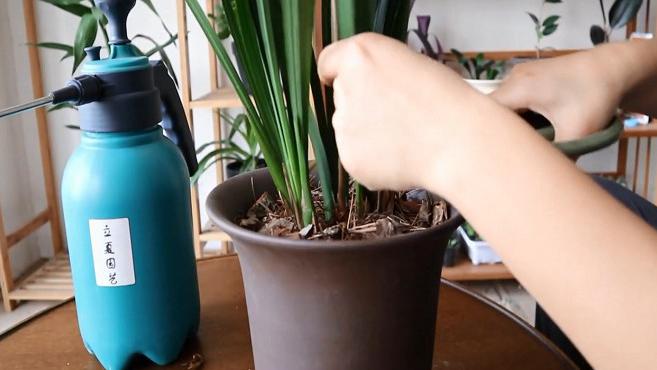 开花后的兰花,这样施肥浇水最有效