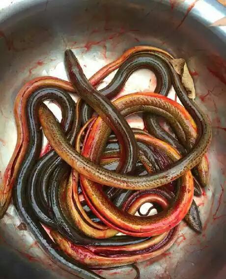 农村人才能吃到的野生货,场面很血腥,鳝哉鳝哉