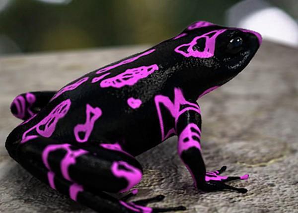 地球上16大最奇特的青蛙第三堪称活化石一直过着隐身的生活