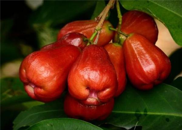 水果中的奇葩,你吃过几种?