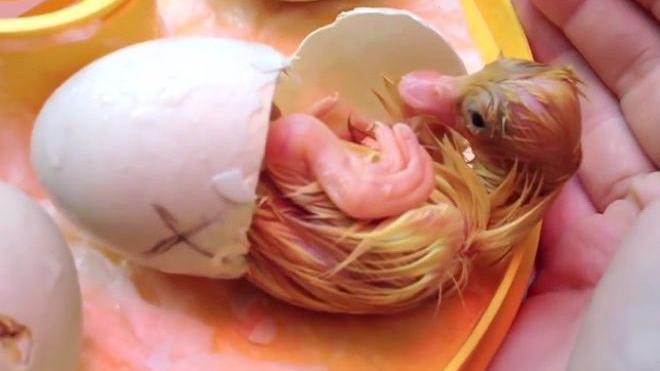 实拍小鸭子破壳而出的全过程,生命太神奇了,估计很多人没见过!