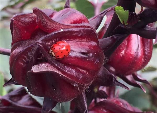 亚答子生长在沼泽地带的亚答树果实,果肉半透明,带点甜,口感柔韧,不仅