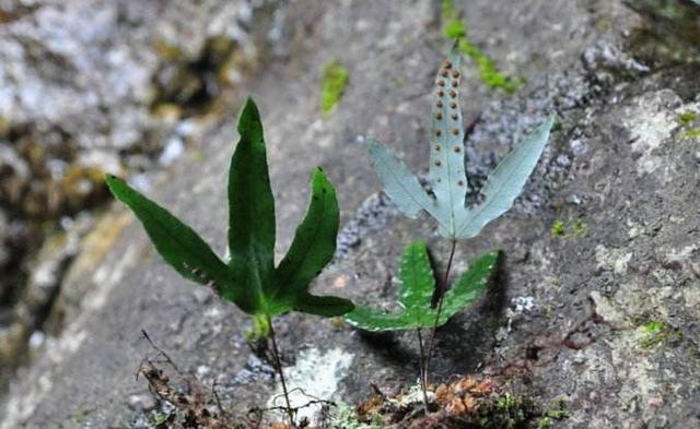 其实金鸡脚是有很高的药用价值的,它具有祛风清热,利湿解毒的作用,可