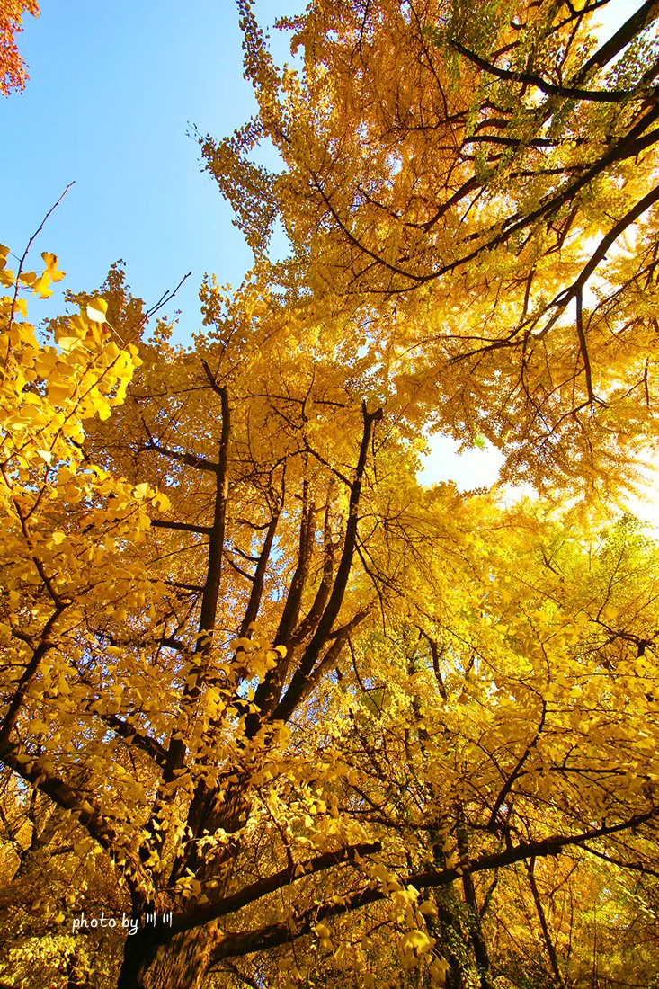 世界上最美的银杏之都|银杏|银杏树|金黄色_新浪新闻