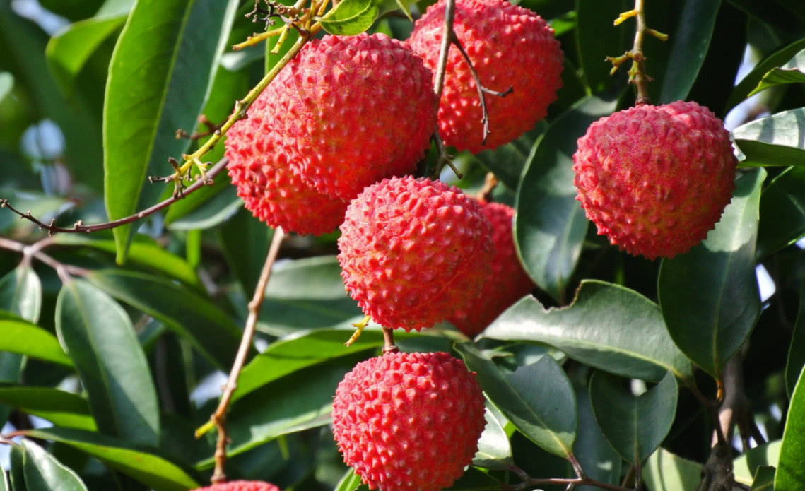 这种水果长在海南,海南人却不一定见过,北方人更没有这个口福