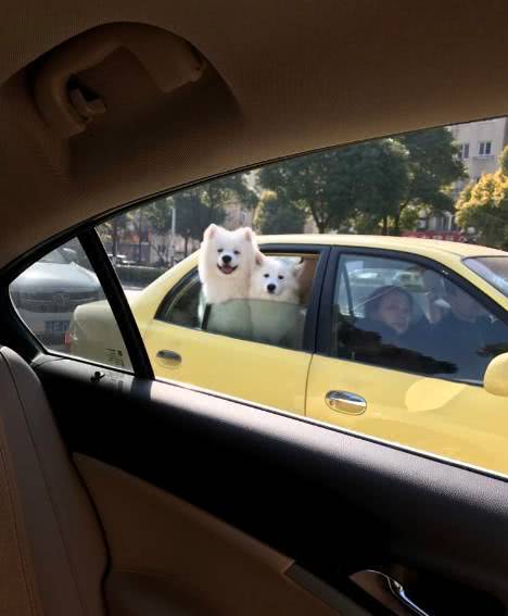 当你的车里有只狗时一定要注意狗子的脑袋