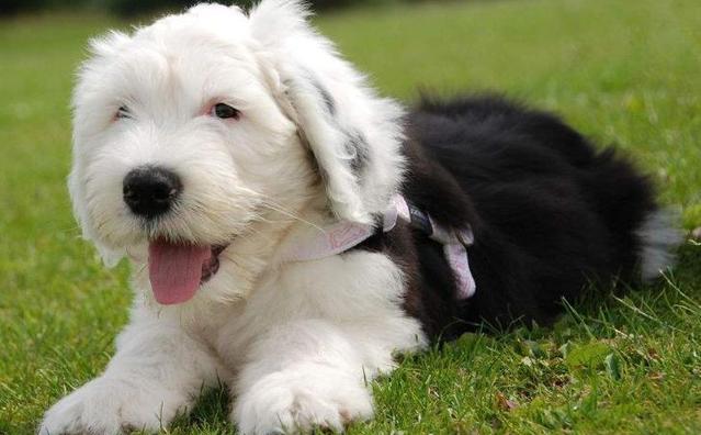 泰迪|狗子|狗狗_新浪新闻