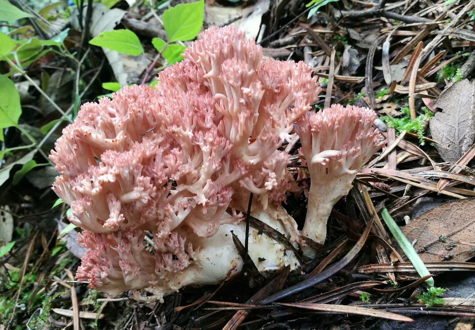 云南楚雄多彩的珊瑚菌类蘑菇陈作红教授今天拍摄的