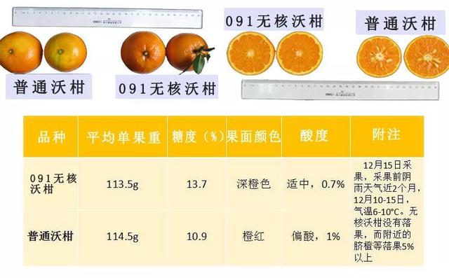 主要特性无籽:绝大部分果实完全无籽,极少量果实1-3粒种子;与其他柑桔