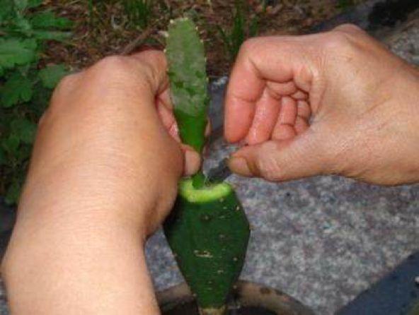 仙人掌嫁接令箭荷花比绿萝扦插还简单比嫁接蟹爪兰好看