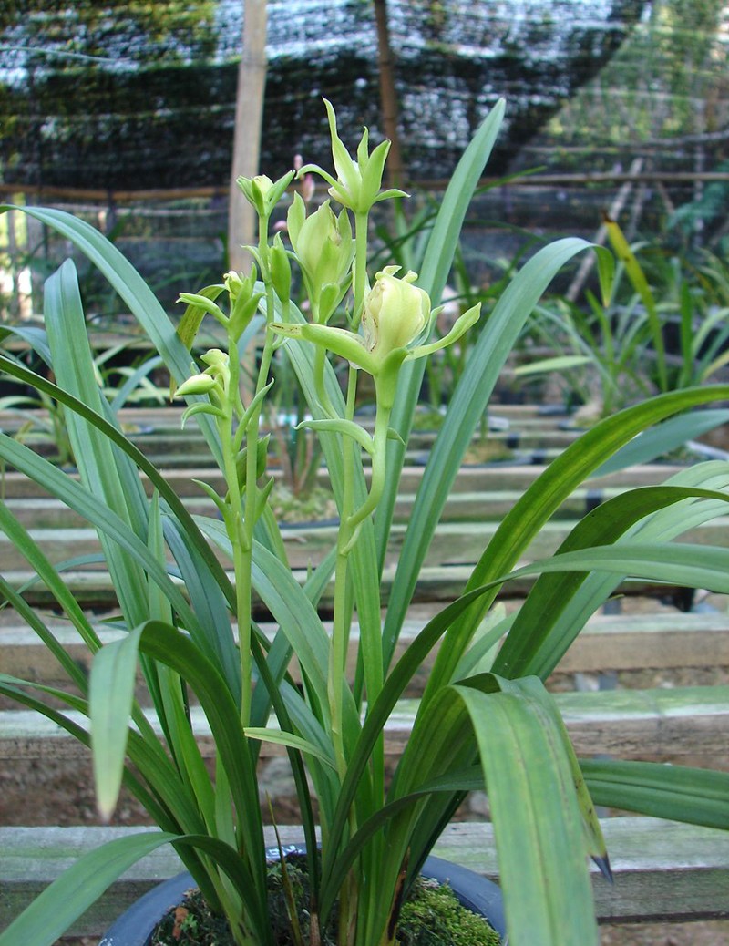 峨眉牡丹峨眉山奇蝶建兰四季兰奇花