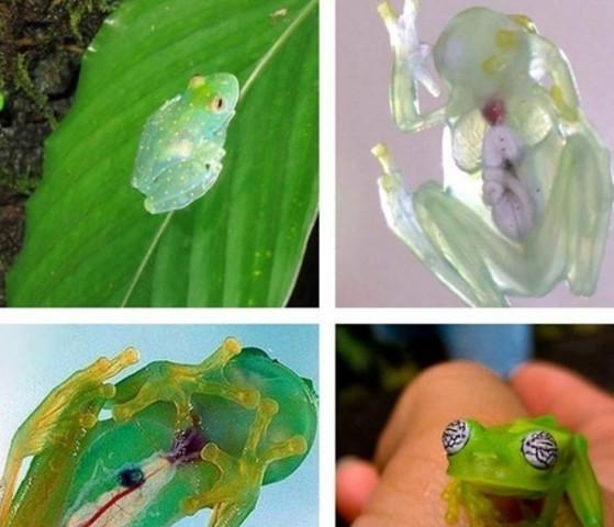 玻璃蛙|半透明|蝌蚪_新浪网