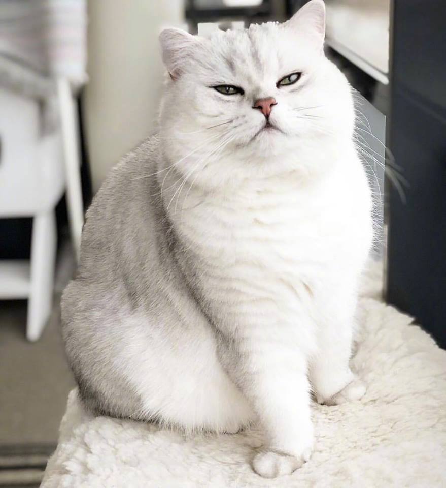 胖嘟嘟的短腿猫好想捏