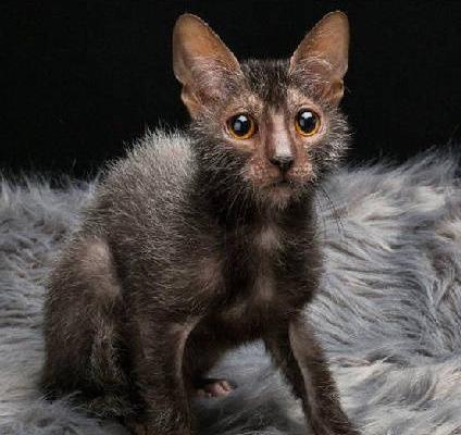 长得像狼,活得像汪……这只画风清奇的"金刚喵",有点酷哦~|金刚|狼|猫