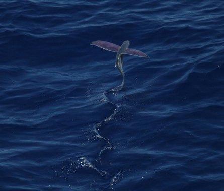 四大会飞行的水上动物, 飞鱼可水上滑翔45秒