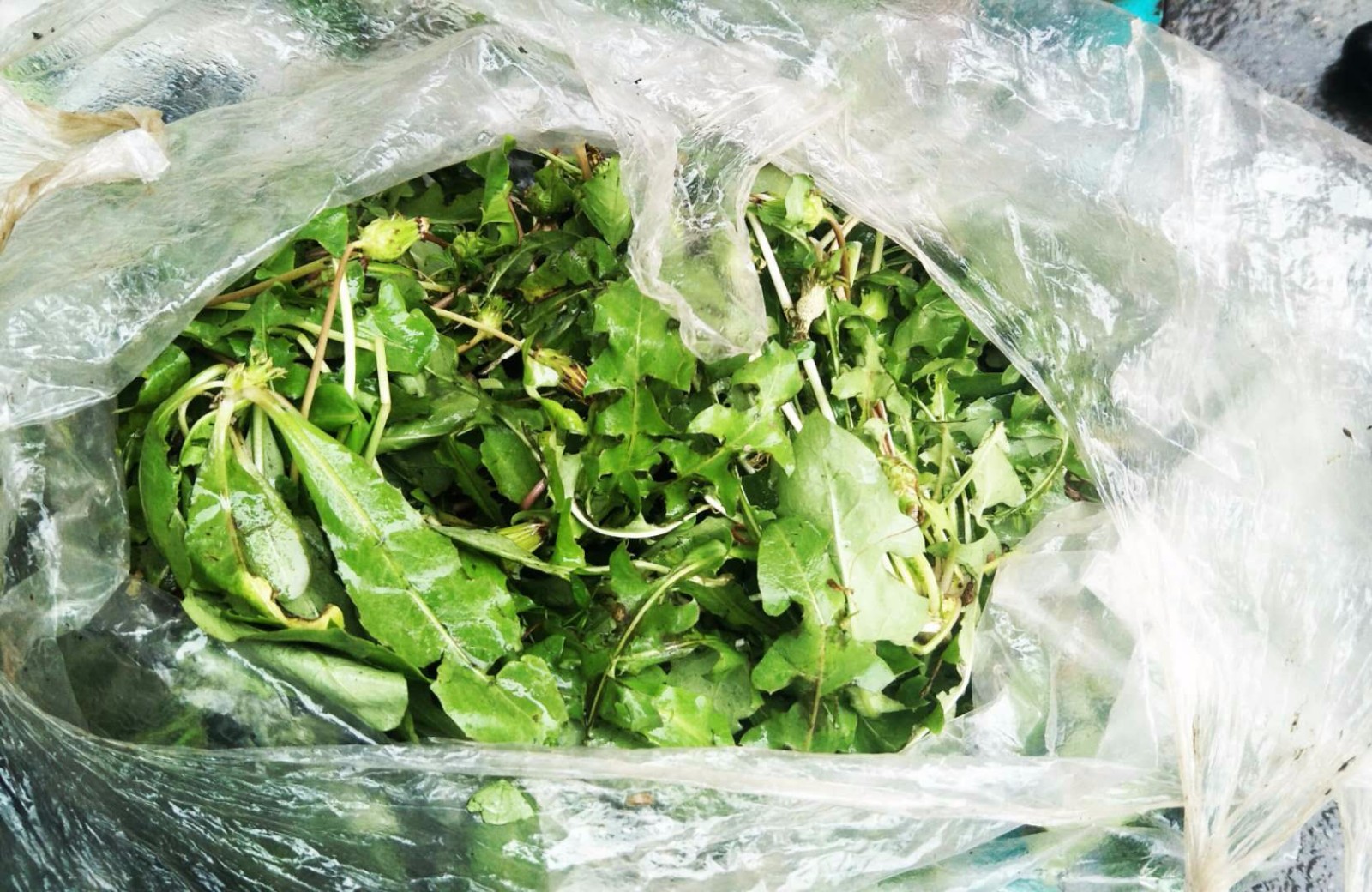 七旬老人20公里外冒雨卖菜 野菜热销蔬菜冷