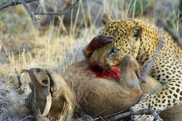 花豹啃食野猪也太过于残忍了,放倒之后先将疣猪心脏活活掏出来!