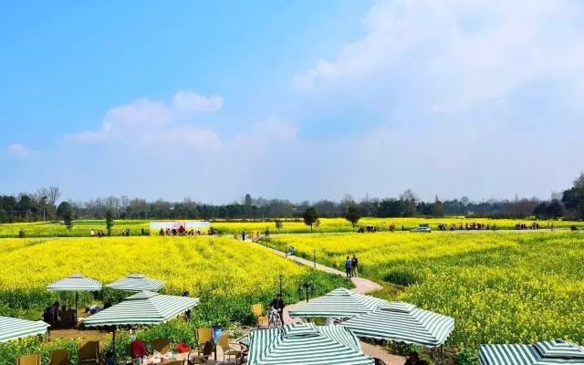 成都郊区7处油菜花海相继绽放,最大的竟有10万亩!