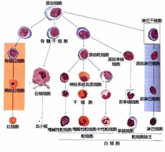 引发白血病四大原因,别让孩子不知不觉中受到伤害|白血病|血细胞|四大