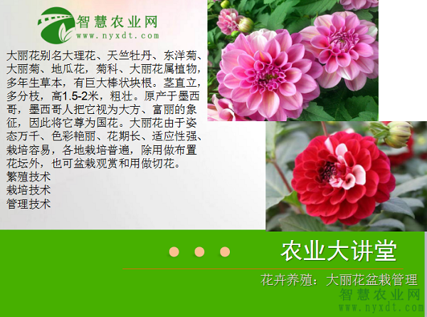 花卉养殖:大丽花盆栽管理