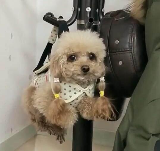 主人给泰迪买了件外套,每次回到家都将其"挂"起来,太逗了!