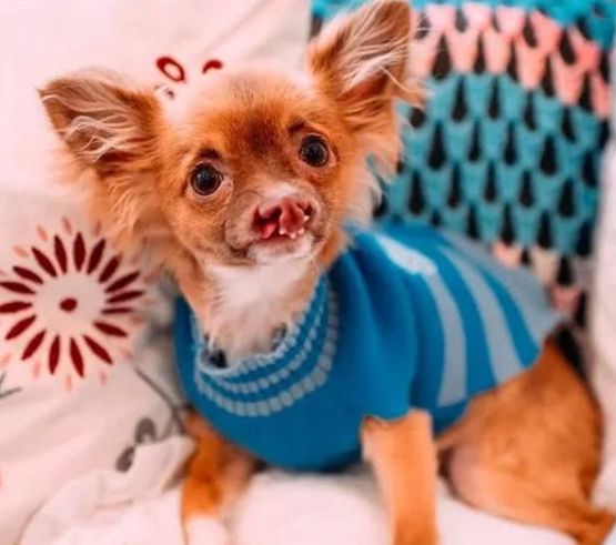 这只天生唇裂的狗狗,在主人的照顾下变得更加自信了!