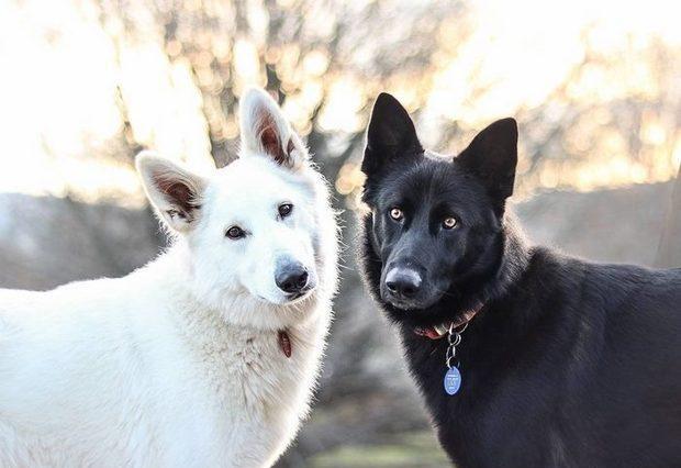 这对"黑白牧羊犬"的婚纱照在网上爆红, 真心好看!
