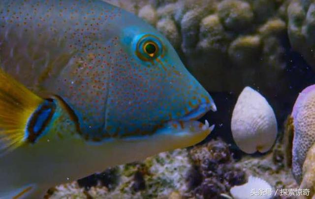 活捉一条会使用工具的猪齿鱼挑战人类对鱼智商的认识