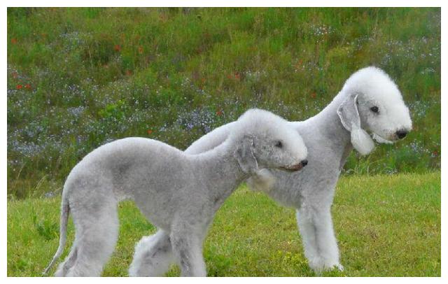 梨形头,温柔文雅,有漂亮的头鬓,小动物狩猎犬