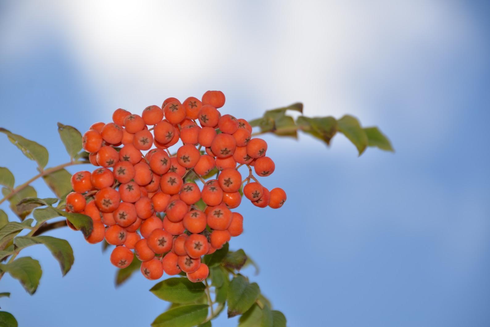 秋天花楸树的果子变红了,原创摄影