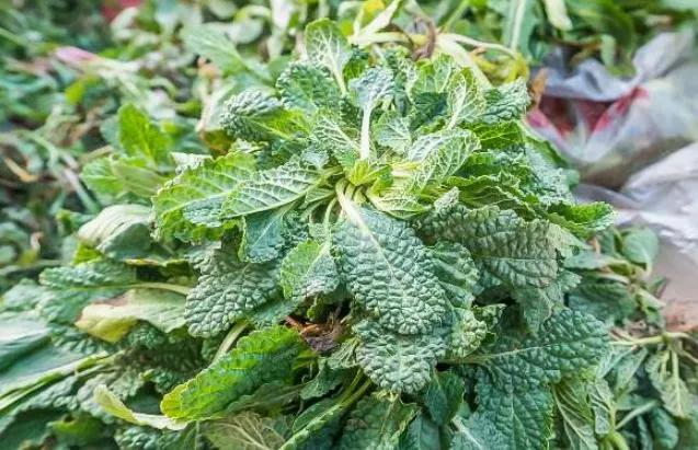 农村常见的一种野草嗓子发痒咳嗽不止的人吃它效果最好