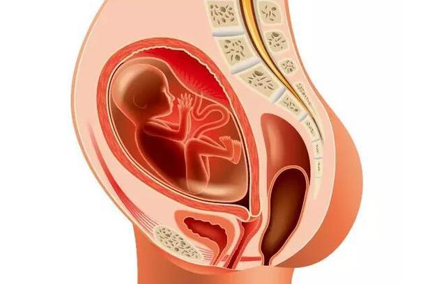 子宫内胎儿被发现性早熟孕妇到底做了什么