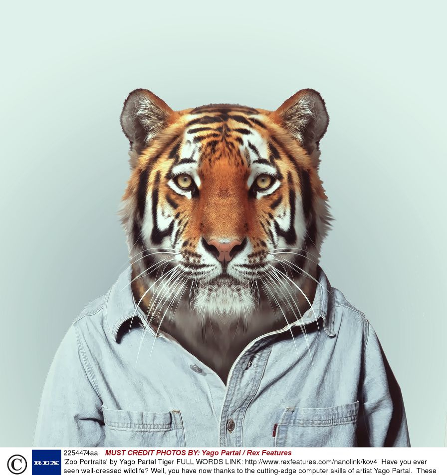 外国摄影师给动物们穿上衣服,这些模特将引领新的潮流