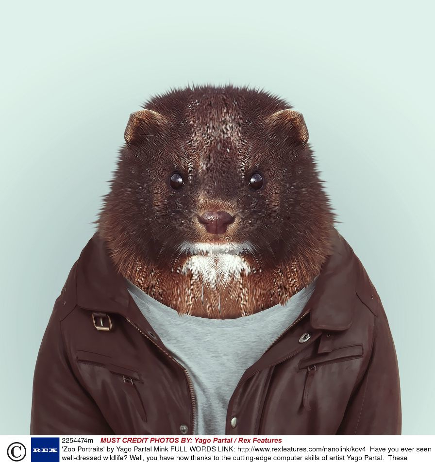 外国摄影师给动物们穿上衣服,这些模特将引领新的潮流