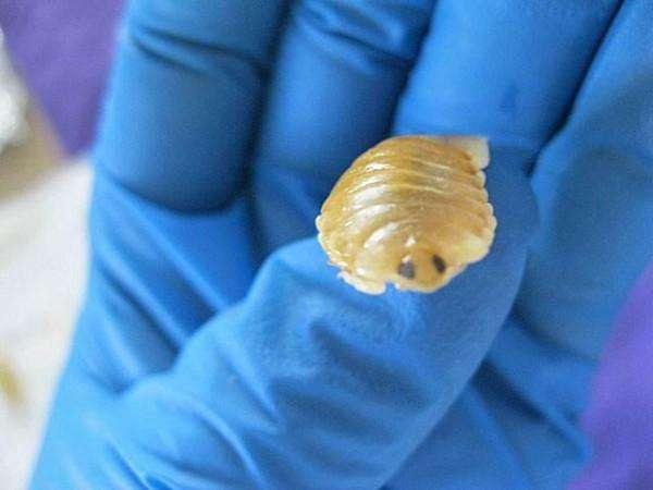 虫子进入口腔取代舌头这小怪物是外星人来的么