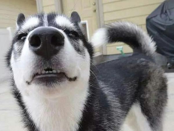 网友集体吐槽自家的蠢萌哈士奇,这画风你们随意感受下