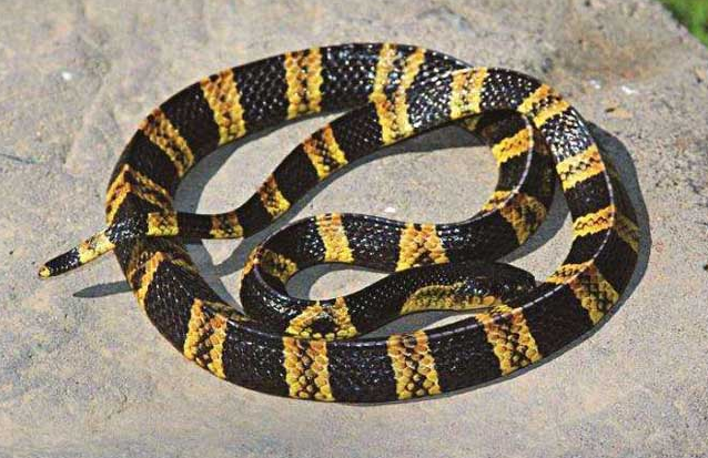 毒性强烈的金环蛇和银环蛇的关系,竟然是这样?