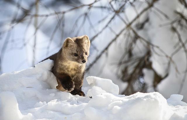 动物毛皮是人类最古老的服饰材料之一,猎取貂鼠,享