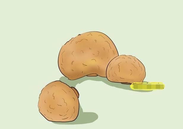 猴头菇猴头菇的蛋白质及氨基酸含量比较高,还具有增进食欲,保护肠胃