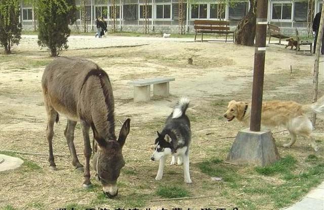 哈士奇跟驴挣草吃,干上了